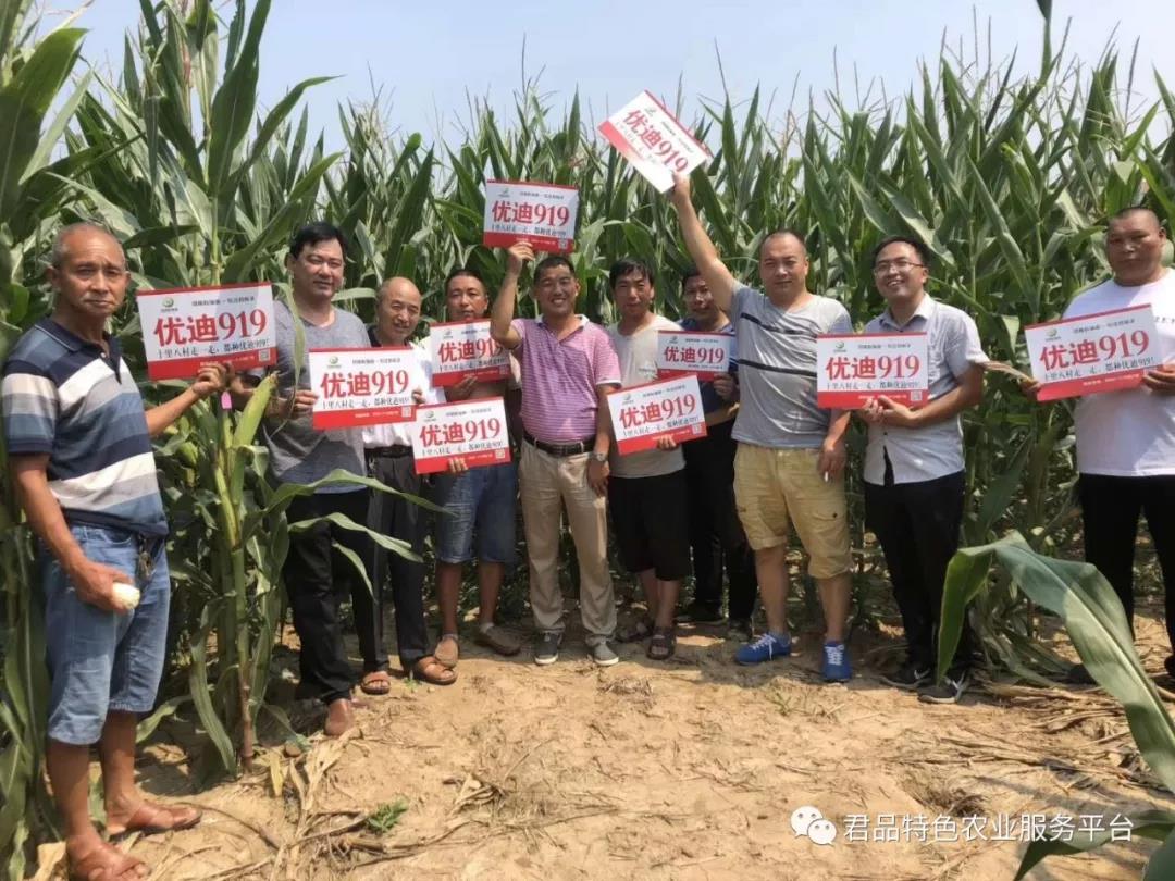 河南君品生态农业开发有限公司 2019年的玉米品种推广,已经启动,优迪